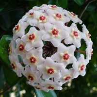 Blume F